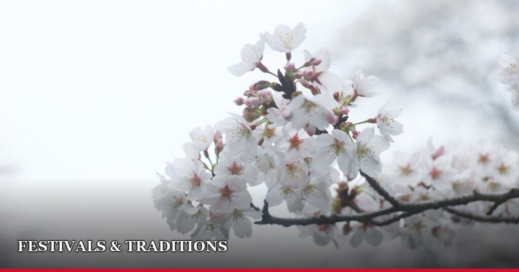 Hanami: Why a Flower’s Two-Week Bloom Became a National Obsession