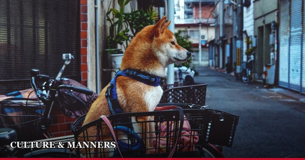 Pet Culture in Japan: How the Country Loves — and Pampers — Its Animals